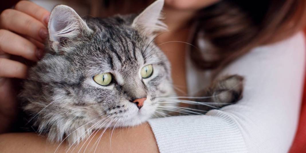 Kedinizin sizi ne kadar sevdiğini test etmek ister misiniz? ‘Evet’ cevabınız 1 mi 9 mu? Bu davranışlar sevgisinin göstergesi 4